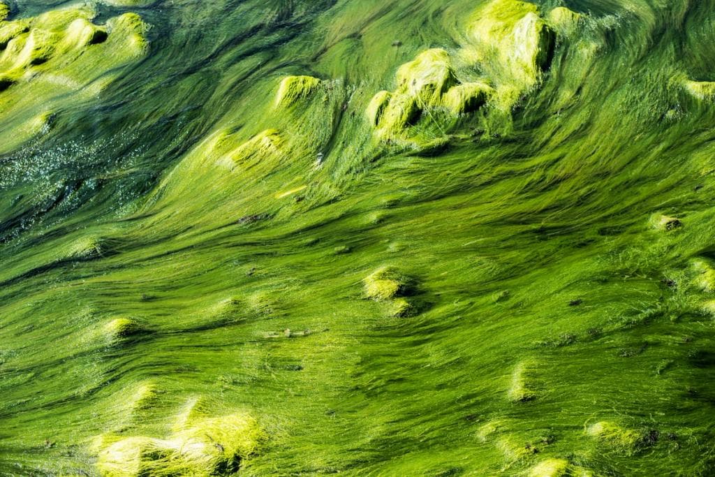 Vision der grünen Null — renaturierte Landschaft
