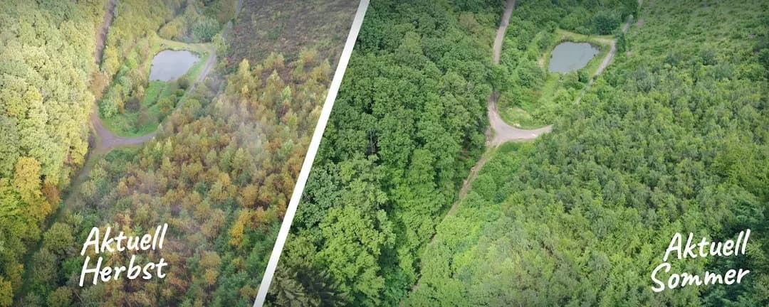 Dalma — 4 Hektar Waldfläche in Daleiden mit Borkenkäfer-Schaden