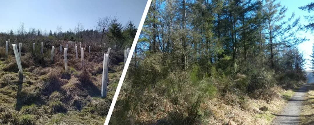 Dane — 2 Hektar Wald im Kreis Bitburg-Prüm