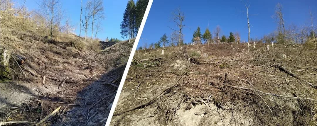 Darwin — 9 Hektar Waldfläche im Kreis Bitburg-Prüm