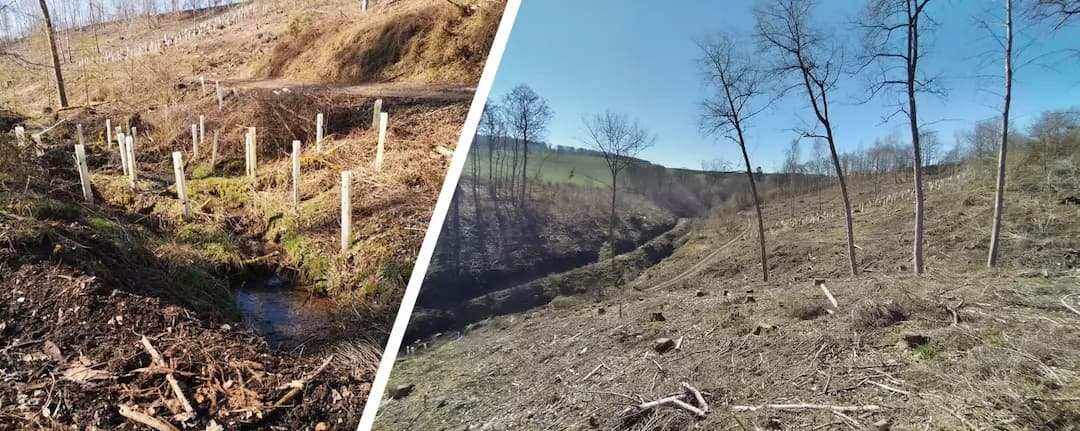 Fibi — 4,4 Hektar Waldfläche in Dahnen