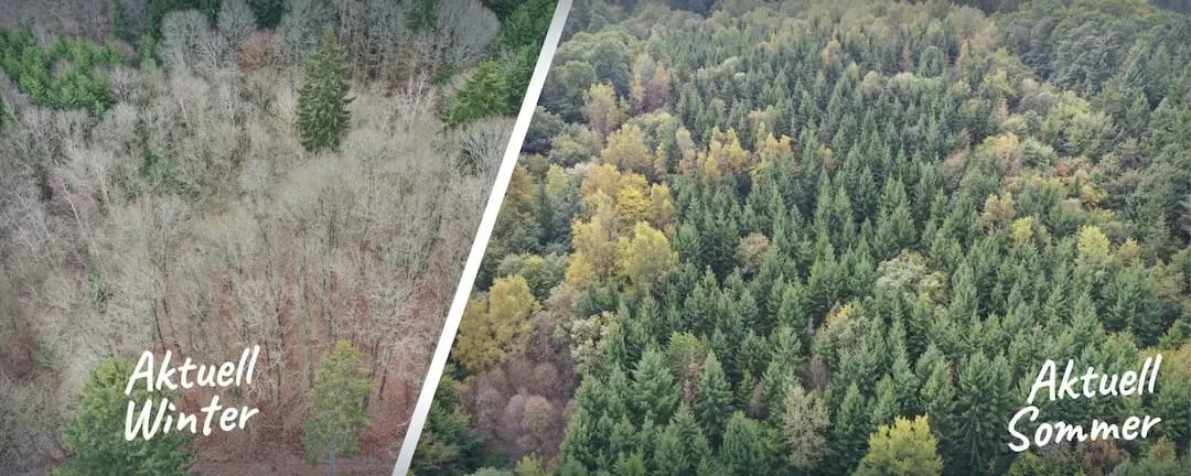 Wilma — 3 Hektar Waldfläche im Kreis Ahrweiler