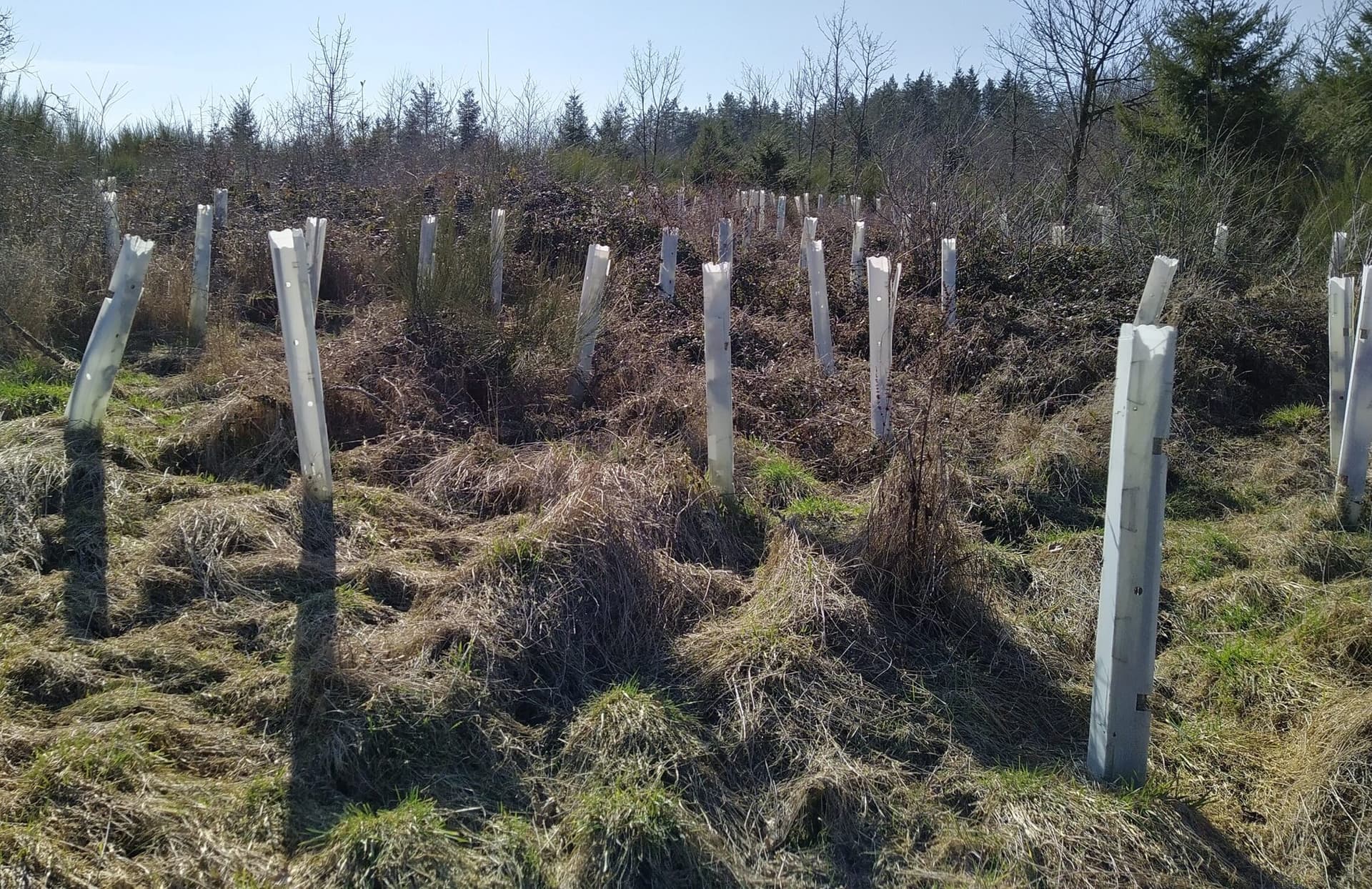 Ausgangszustand mit Plastik-Wuchshüllen