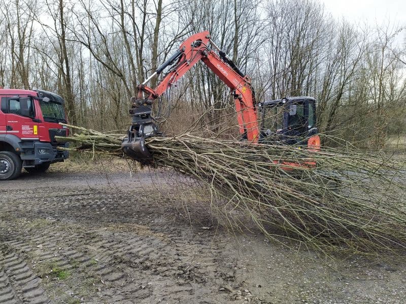 Entfernung invasiver Balsam-Pappeln