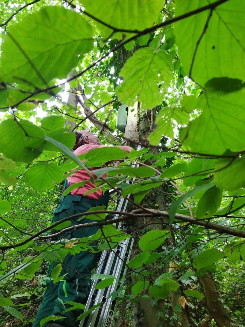 Reinigung der Nistkästen im Wald