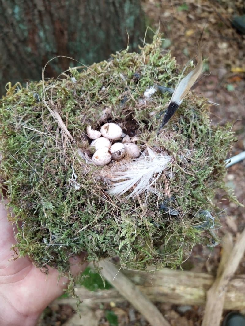 Inhalt eines Kohlmeisen-Nestes, ggf. nach Tod der Elterntiere zurückgelassen