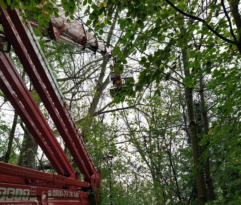 Arbeiten am Baum