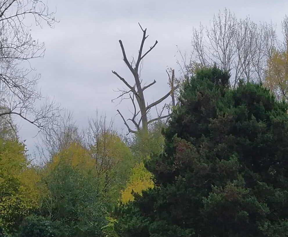 geringelter und gekappter Baum