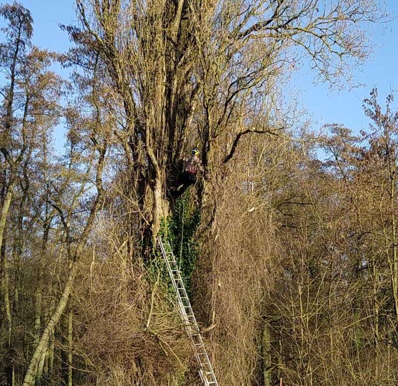 Totholzentfernung in Pyramidenpappel