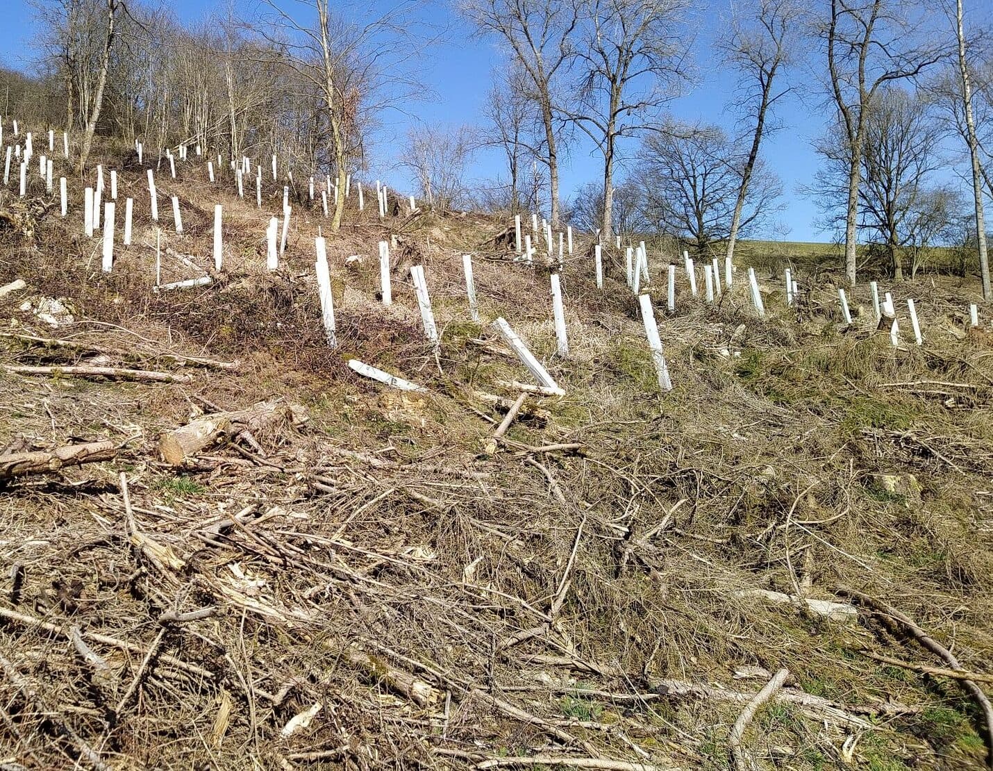 Ausgangszustand mit Plastik-Wuchshüllen