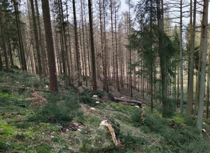 ... bietet Platz für standortgerechte Bäume