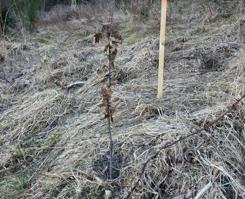 eingepflanzter Jungbaum