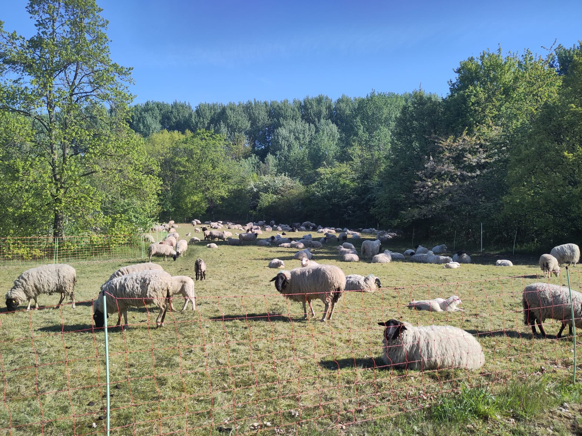 Schafe bei der Beweidung