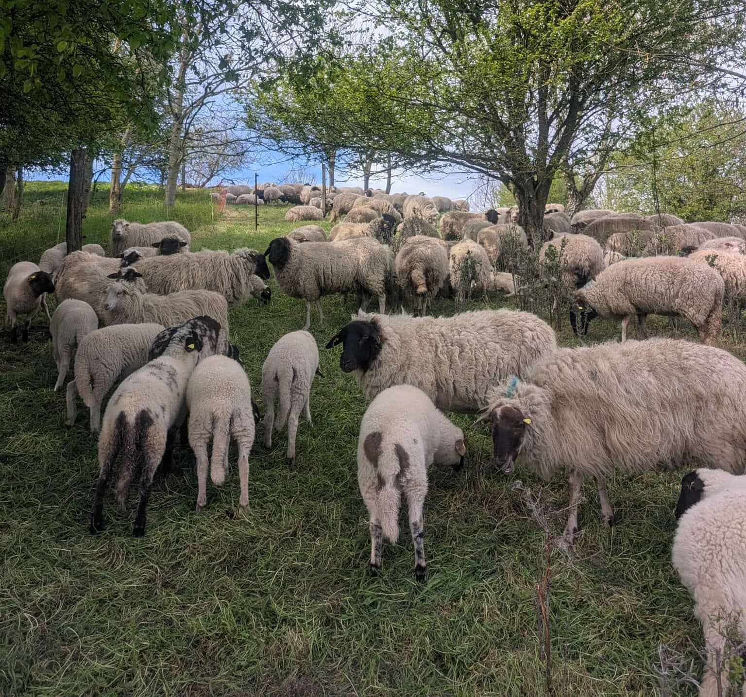 Schafe bei der Beweidung