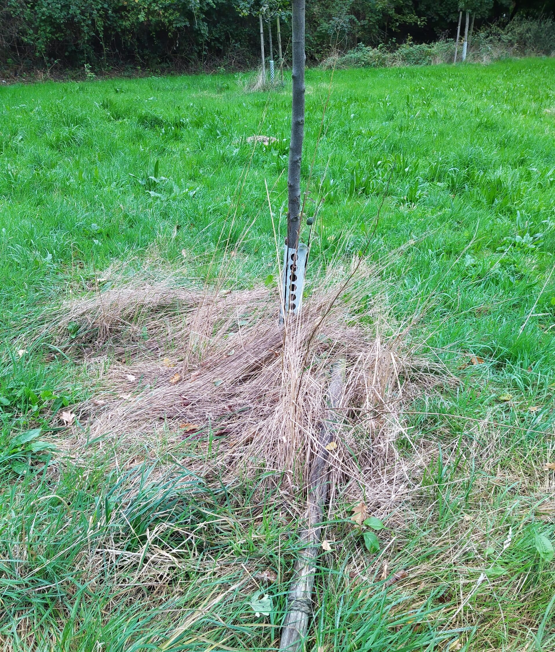 Baumscheibe mit Wühlmausbefall