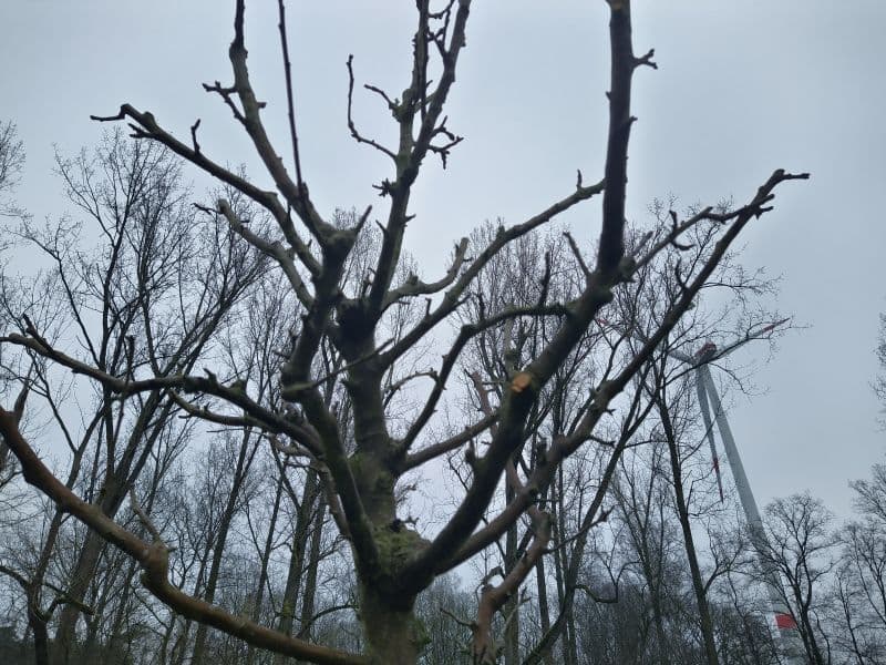 Obstbaum nach Pflegeschnitt