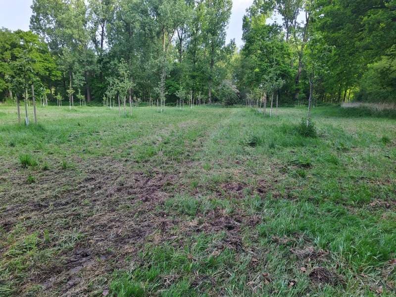 Fläche nach der Mahd...