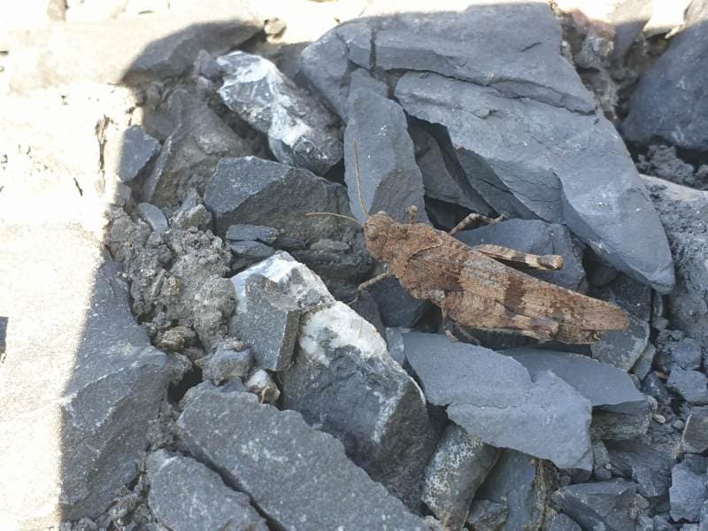 Blauflügelige Ödlandschrecke im neu angelegten Habitat
