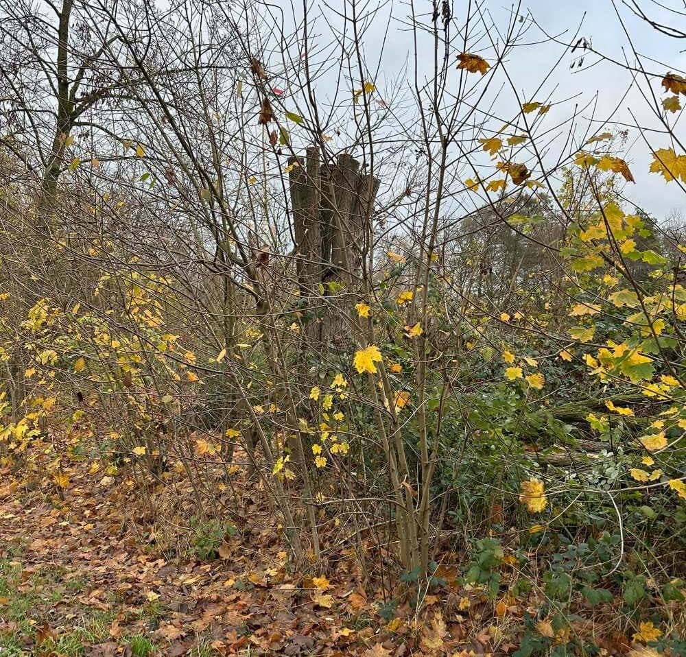 große, gekappte Robinie