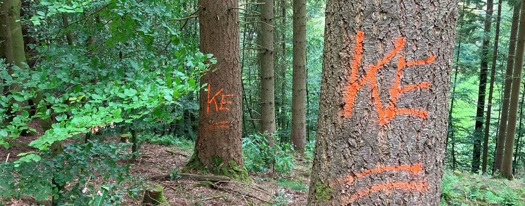 zur Fällung markierte Bäume