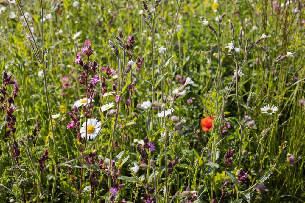 Blumenwiese - Biodiversität