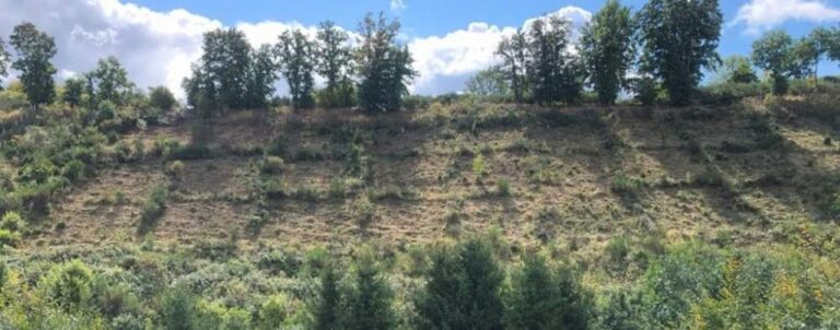 Dalma 202508 Pflege b2