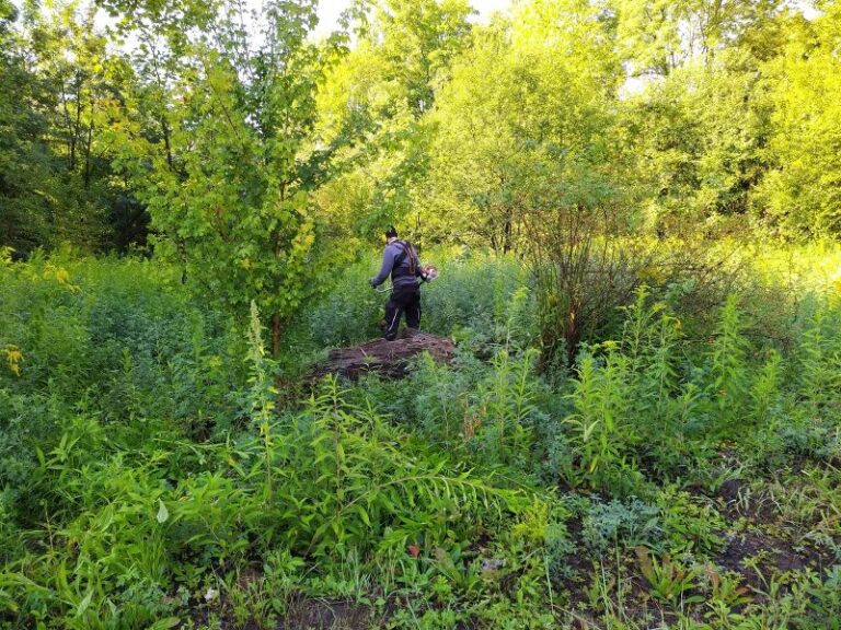 Ewald 202508 Neophyten a2