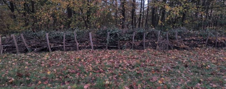 Kurl 202511 Ruderal b2