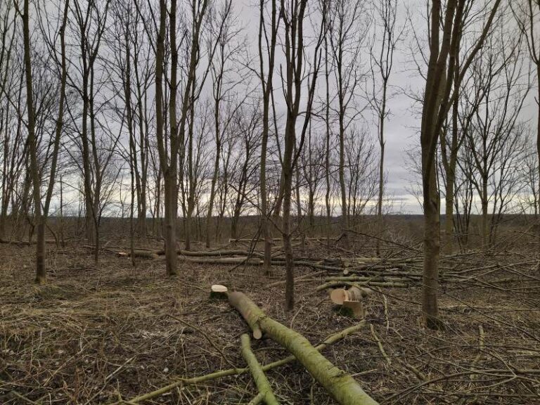 Durchforstung Osthalde Projekt | gefällte Bäume und Holz am Waldboden