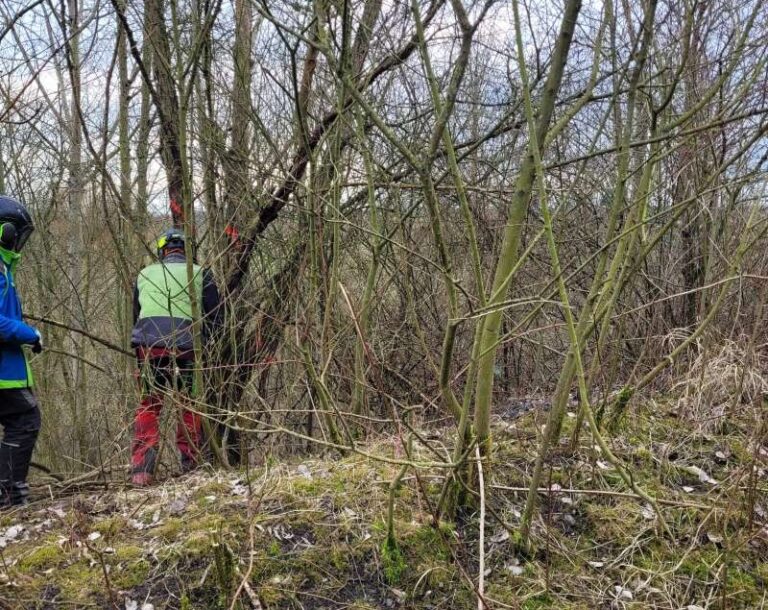 Osthalde Projekt | Verkehrssicherung durch Gehölzarbeiten im Wald