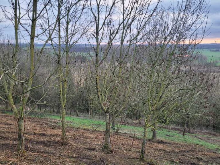 Osthalde 202602 Brombeeren b