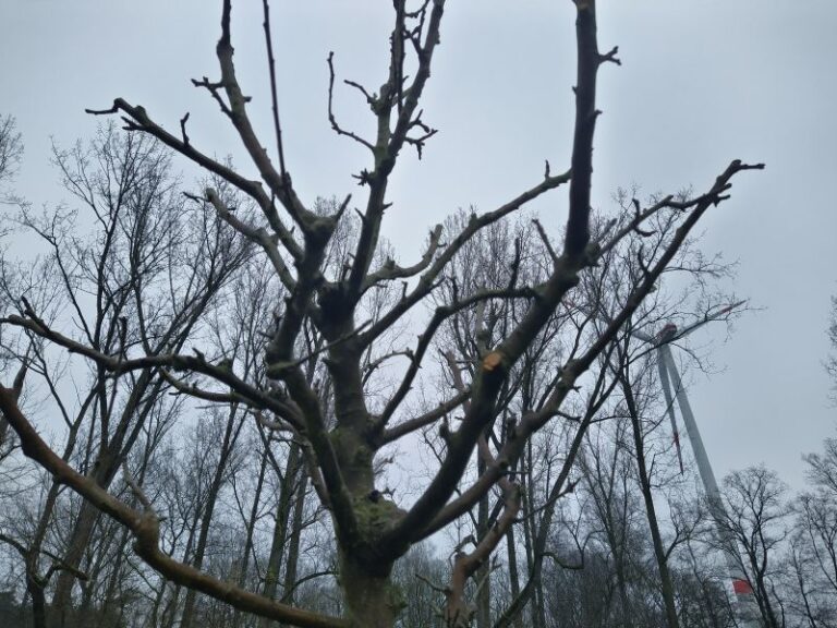 Obstbaum Polsum Renaturierungsprojekt mit Windkraftanlage im Hintergrund
