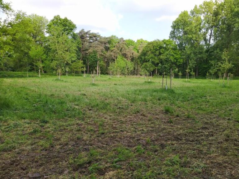 „Gemähte Wiese mit jungen Bäumen Polsum Naturfläche GREENZERO